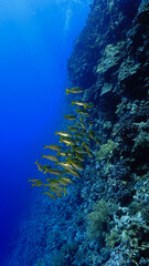 Underwater photo of a school of fish by a coral  drop off wall