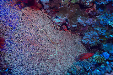 coral reef background, underwater marine life ecosystem ocean sea