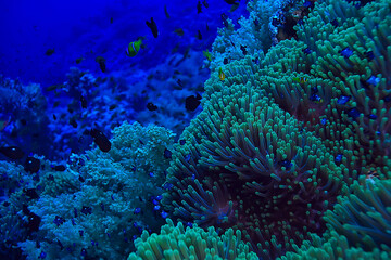Fototapeta na wymiar coral fish in the red sea underwater photo