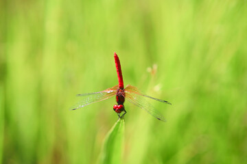 ハッチョウトンボ