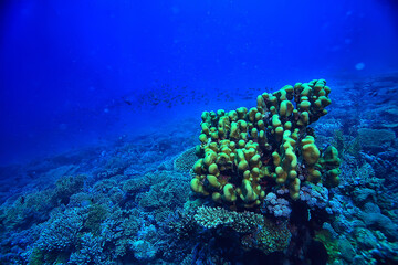coral reef background, underwater marine life ecosystem ocean sea