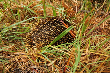 Echidna hiding in the grass in south Australia