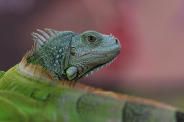 Fototapeta premium beautiful closeup iguana face on pink background