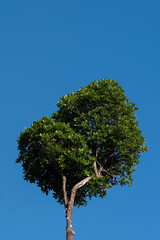 Tree in the sun and blue sky behind. Clear blue sky. Single tree. Contrasting view.