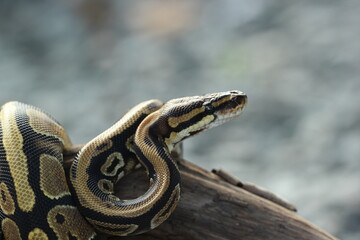 Fototapeta premium a python coiled around a dead log