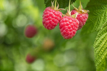 branch of ripe red raspberries in garden
