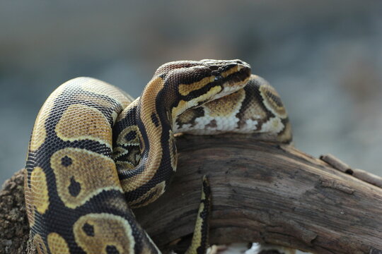 a python coiled around a dead log