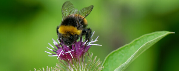  bourdon terrestre - bombus terrestris