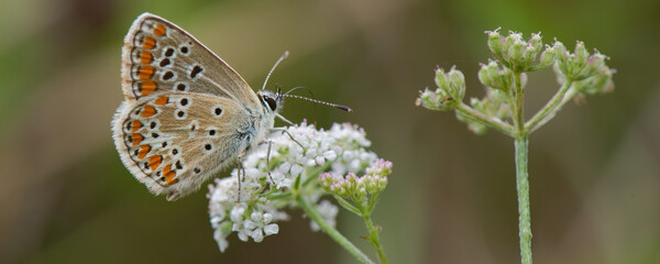  argus de l'hélianthème