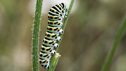 chenille - machaon - papilio machaon, 