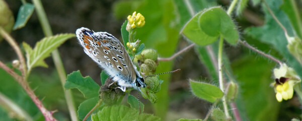  argus de l'hélianthème