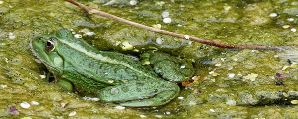  grenouille rieuse - pelophylax ridibundus,