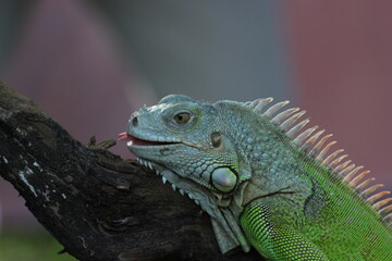 Fototapeta premium beautiful closeup iguana face on pink background