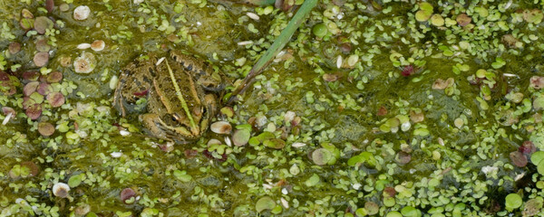  grenouille rieuse - pelophylax ridibundus,