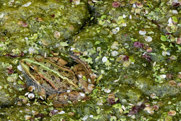  grenouille rieuse - pelophylax ridibundus,