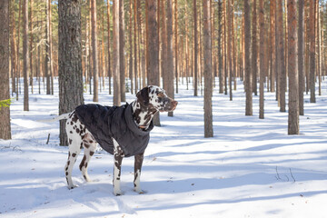 Naklejka premium Dog breed Dalmatian in the snow, portrait close-up on the background of strewn bushes.Puppy in the coat in winter forest