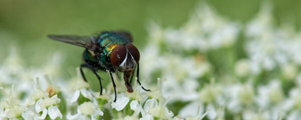 mouche verte - lucilia