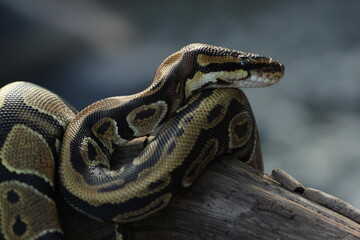 Fototapeta premium a python coiled around a dead log