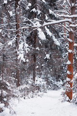 Fototapeta premium Winter forest landscape. Tall trees under snow cover. January frosty day in the park.
