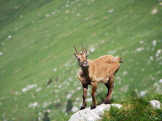Salita sul Monte Terrarossa dai Piani del Montasio