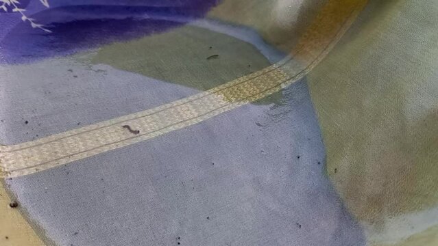 Mosquito larvae in the water ,how mosquito born concept 