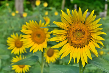ヒマワリの花（Sunflower）