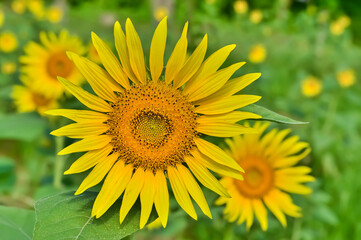 ヒマワリの花（Sunflower）