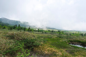 Fototapeta na wymiar 遊歩道から見る弥陀ヶ原の湿地帯