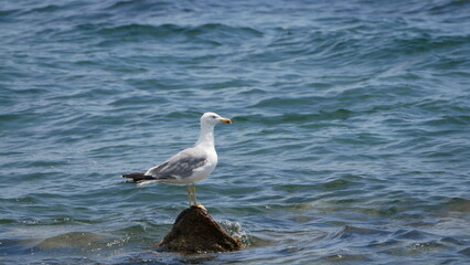 seagull on the beach