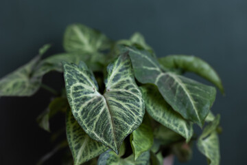 Syngonium arrow and green leaves.  Flowerpot