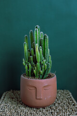 Cactus in a pot on a green background. Vertical