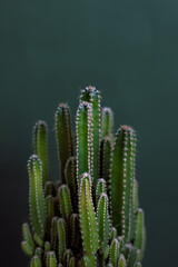 Cactus on a green background. Vertical photo. Free place