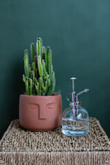 Cactus in a pot on a wicker stand. Green background