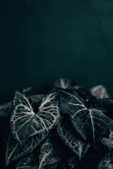 Syngonium arrow, green leaves.  Toning and free space