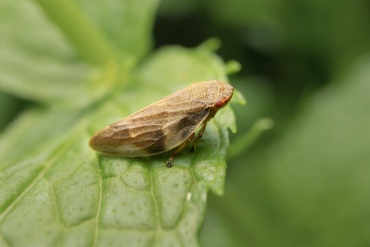 froghopper Philaenus spumarius on a leaf