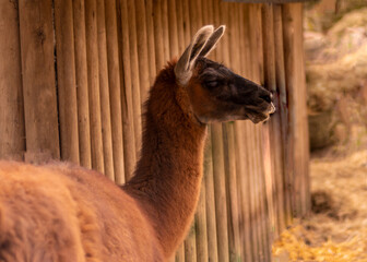 Obraz premium Cute alpaca portrait on a natural background.