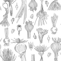 Bulbs, tubers and flowers. Seamless pattern. Outline drawing in black pencil on a white background. - 520317549