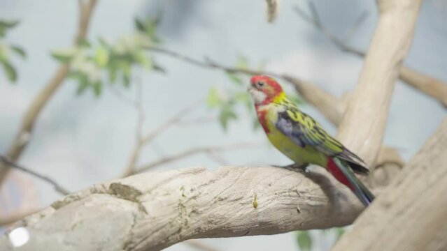 Variegated rosella. A parrot runs on a tree