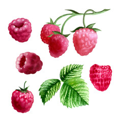 Botanical watercolor illustration of red raspberry.