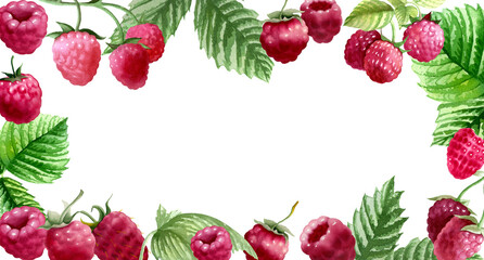 Botanical watercolor illustration of red raspberry.