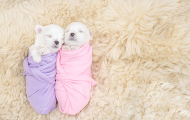 Two tiny newborn white lapdog puppies wrapped like a babies sleep on a fur bed. Top down view. Empty space for text