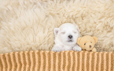 White newboen lapdog puppy sleeps under white blanket on a bed at home with favorite toy bear. Top...