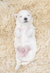 Funny white Lapdog puppy sleeps on a bed at home. Top down view