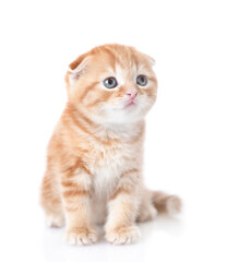 Obraz premium Fold ginger tabby cat looks away and up. isolated on white background