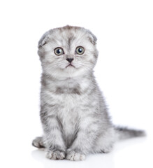 Cute kitten looking at camera. isolated on white background