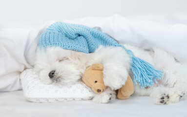 Fototapeta na wymiar White Lapdog puppy wearing warm hat sleeps under white blanket on a bed at home and hugs favorite toy bear