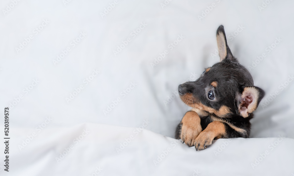 Poster Cute Toy terrier puppy lying under white blanket on a bed at home and looking away. Top down view. Empty space for text