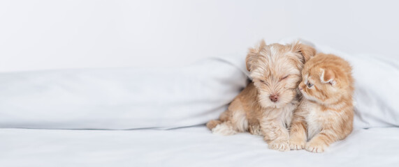 Baby kitten sniffs sleepy Goldust Yorkshire terrier puppy and lying together under warm white blanket on a bed at home. Empty space for text