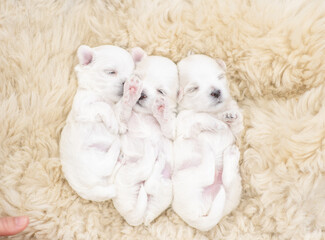Four tiny white lapdog puppies sleep on fuzzy blanket at home. Top down view