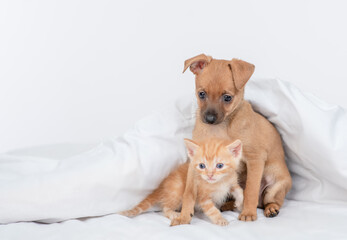 Obraz premium Friendly Toy terrier puppy hugs tabby ginger kitten under white warm blanket on a bed at home. Empty space for text